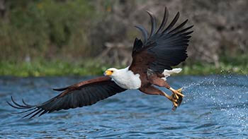 Lakes Nakuru & Naivasha